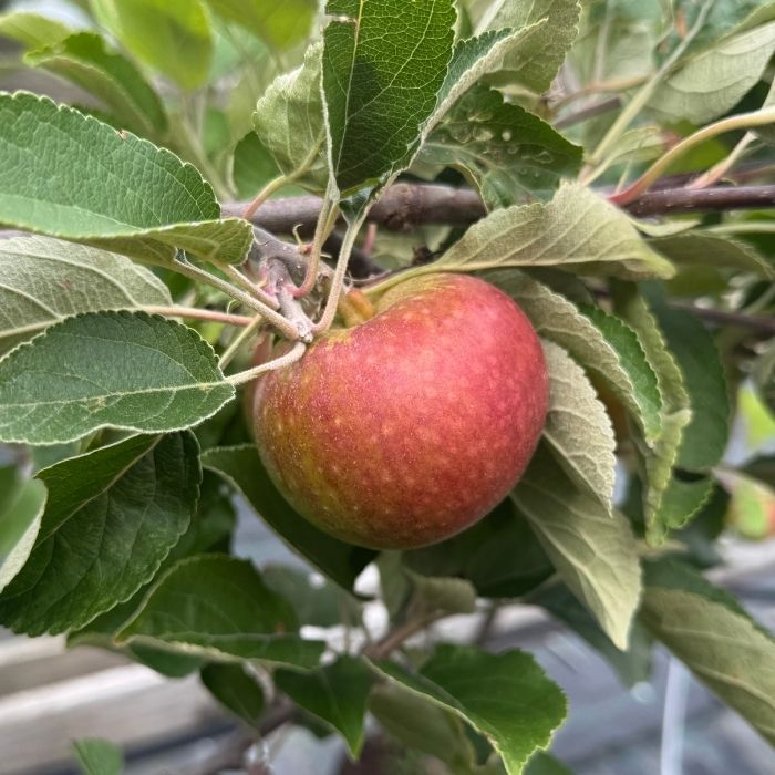 Æble Dværgæbletræ, rød ingrid marie malus