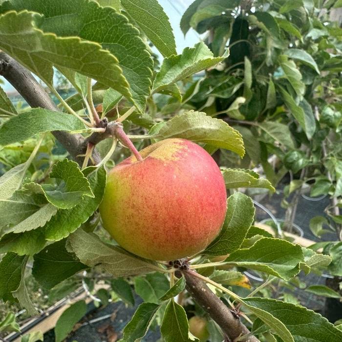 Æbletræ, milwa junami malus domestica
