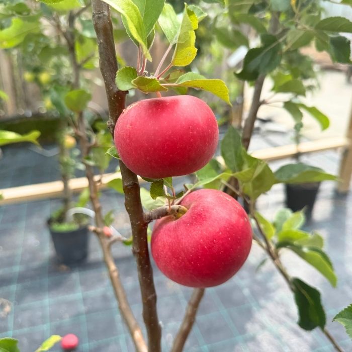 Æbletræ, Malus Domestica Rosette 'Rødt Flæsk'