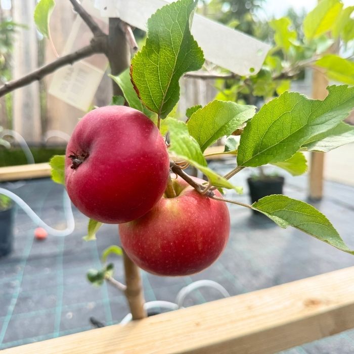 Æbletræ, Malus Domestica Rosette 'Rødt Flæsk'