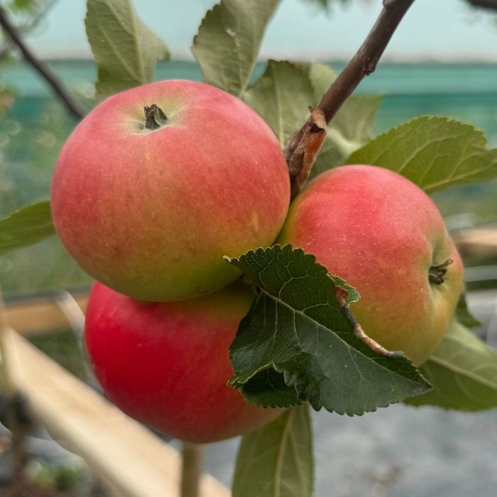 Æbletræ, Malus domestica 'Discovery'