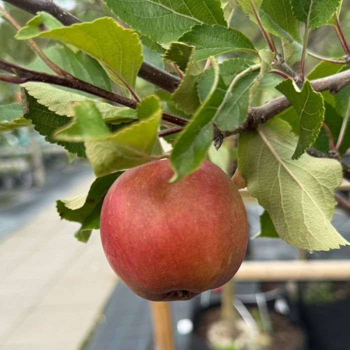 Æbletræ, Malus domestica 'Elshof/Elstar'