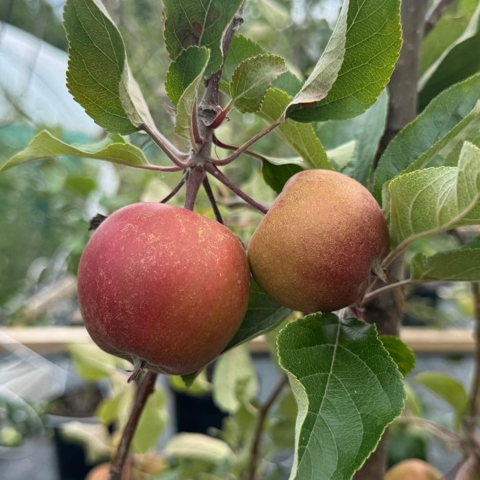 Æbletræ, Malus domestica 'Elshof/Elstar'