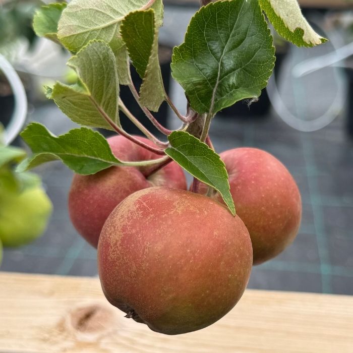 Æbletræ, Malus domestica 'Elshof/Elstar'
