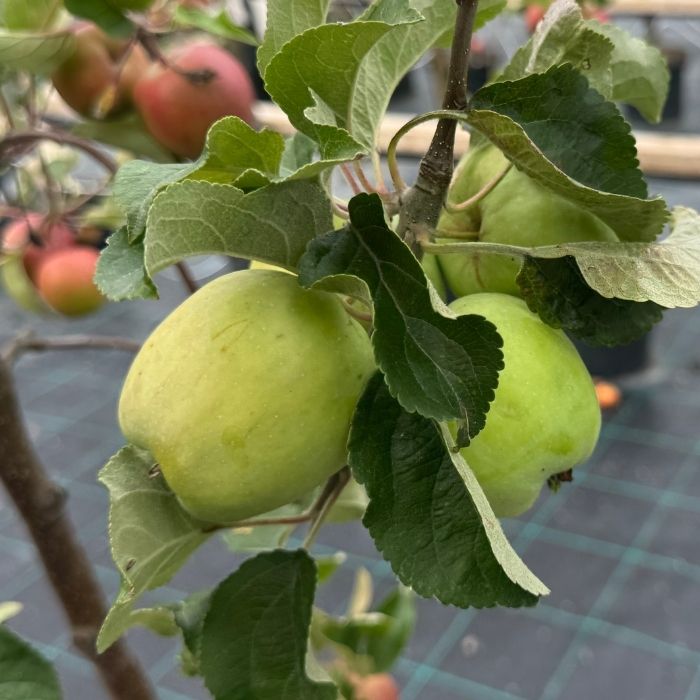 Æbletræ, Malus domestica 'Filippa'