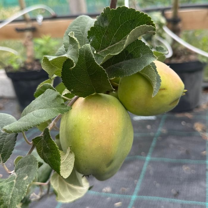 Æbletræ, Malus domestica 'Filippa'