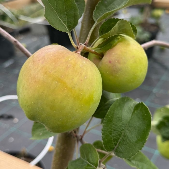 Æbletræ, Malus domestica 'Filippa'