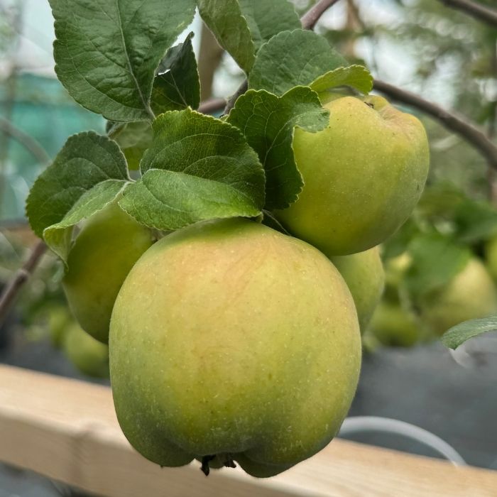 Æbletræ, Malus domestica 'Filippa'