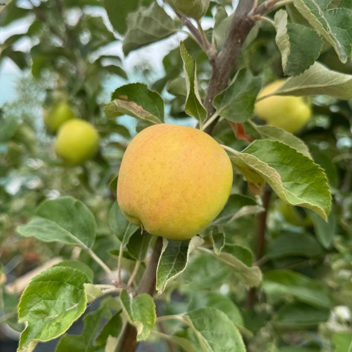 Æbletræ, guldborg malus domestica