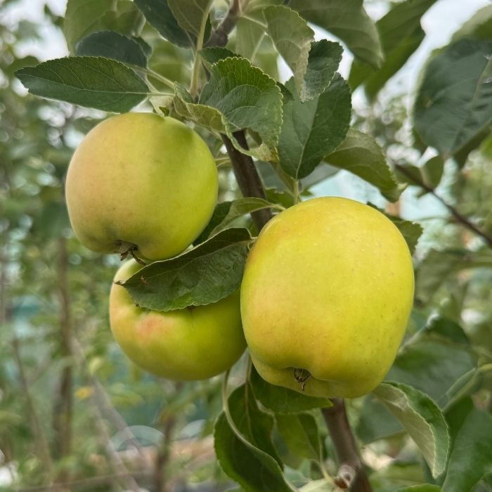 Æbletræ, guldborg malus domestica