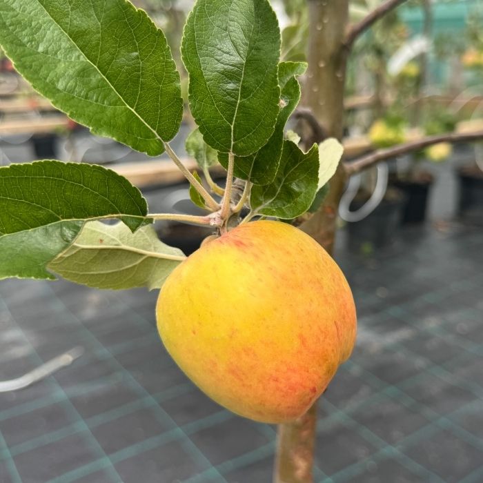 Æbletræ, guldborg malus domestica