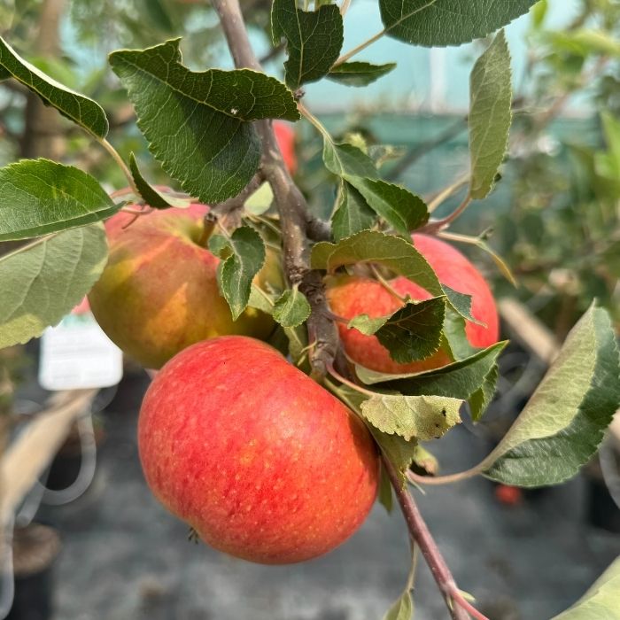 Æbletræ, Malus 'Discovery'