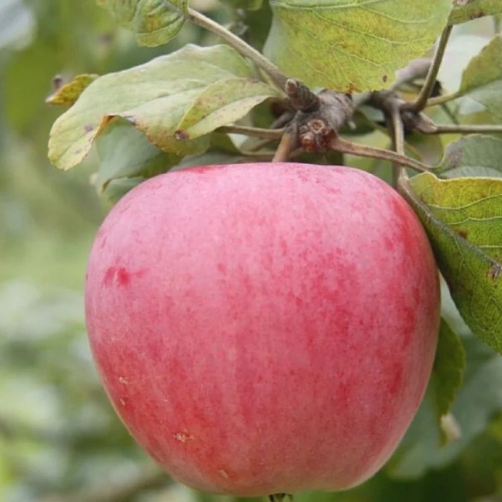 Æbletræ, Malus domestica 'Rød Ananas' – frugttræ med saftige æbler.