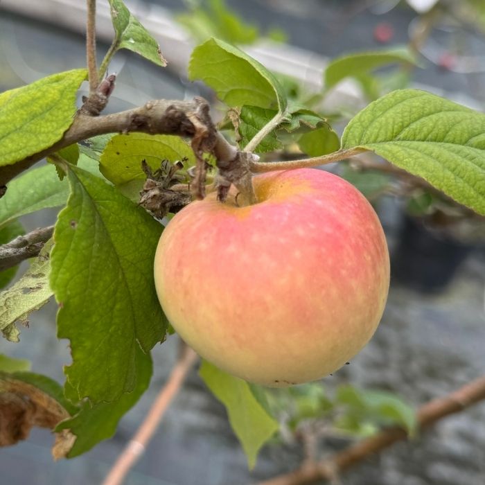 Æbletræ, RØD ANANAS MALUS DOMESTICA