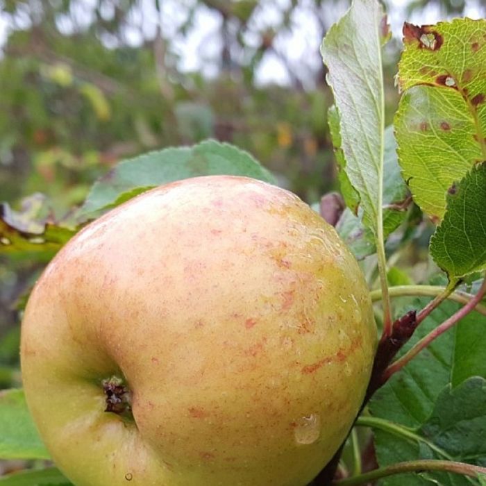 Æbletræ, Malus Domestica 'Topaz', frugttræ til haven.