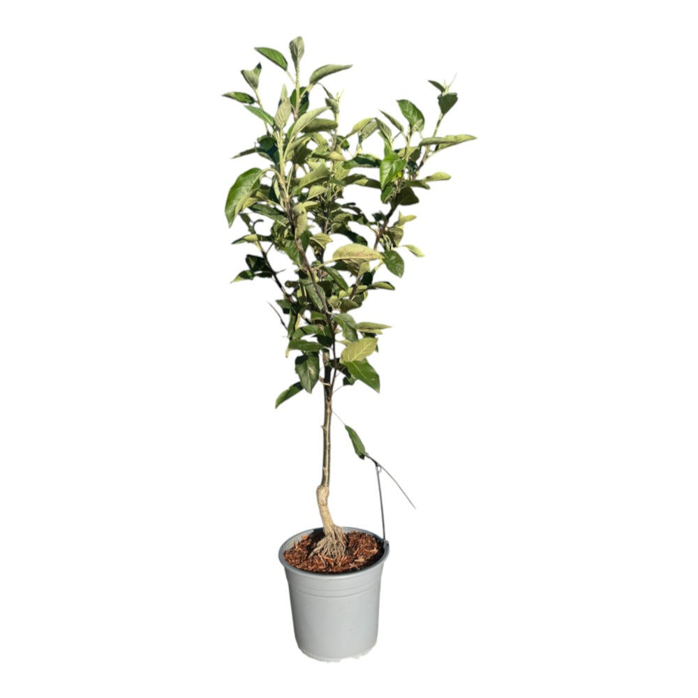 Æblebusk Malus ´Rød Aroma Amorosa´ - 5 L Potte