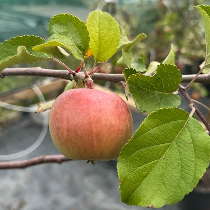 Æbletræ, Malus domestica 'Rød Aroma'