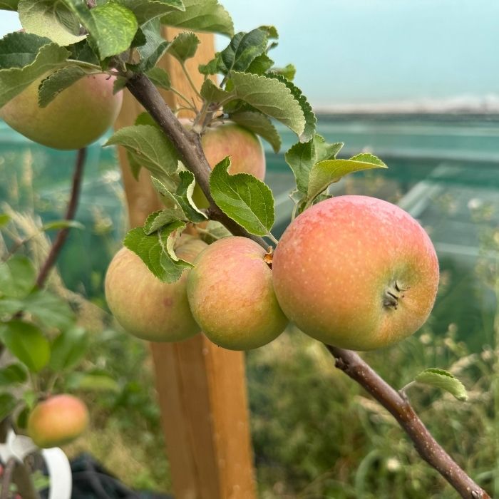 Æbletræ, Malus domestica 'Rød Aroma'