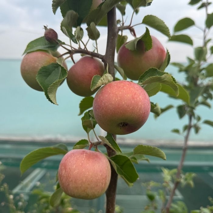 Æbletræ, Malus domestica 'Rød Aroma'
