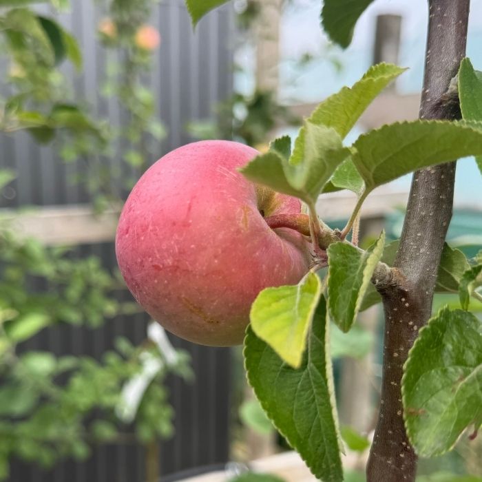 Æbletræ, Malus domestica 'Rød Aroma'