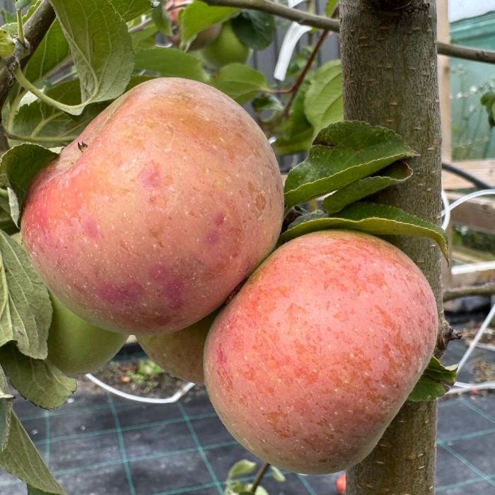 Æbletræ, Malus domestica 'Rød Aroma'