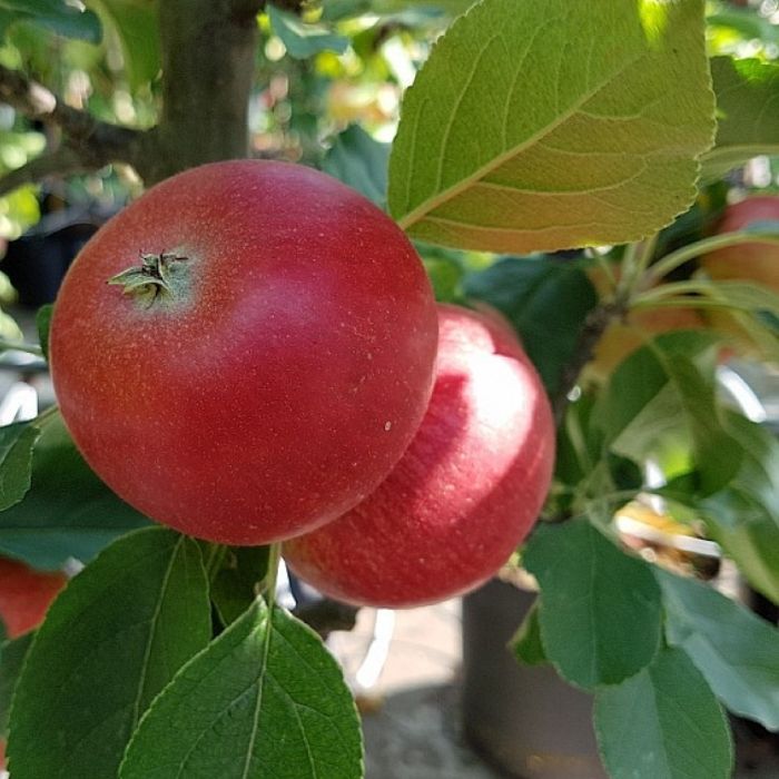 Æbletræ, Malus domestica 'Rosette Rødt Flæsk'