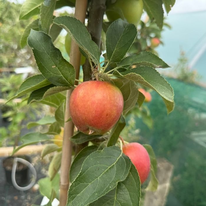 Æbletræ, søjleæble, Malus domestica 'Redcats'