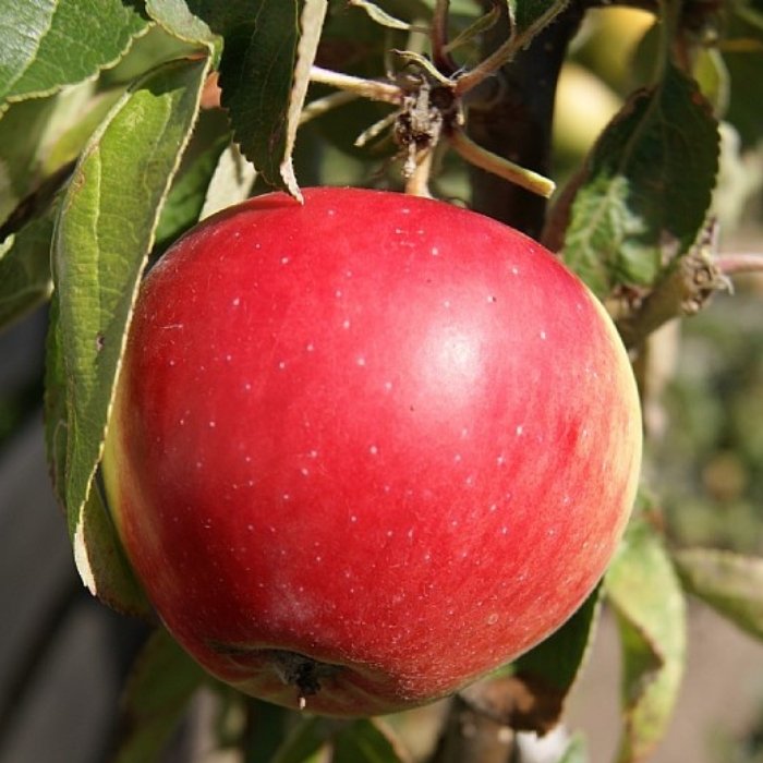 Æbletræ, søjleæble, Malus domestica 'Redcats' M7