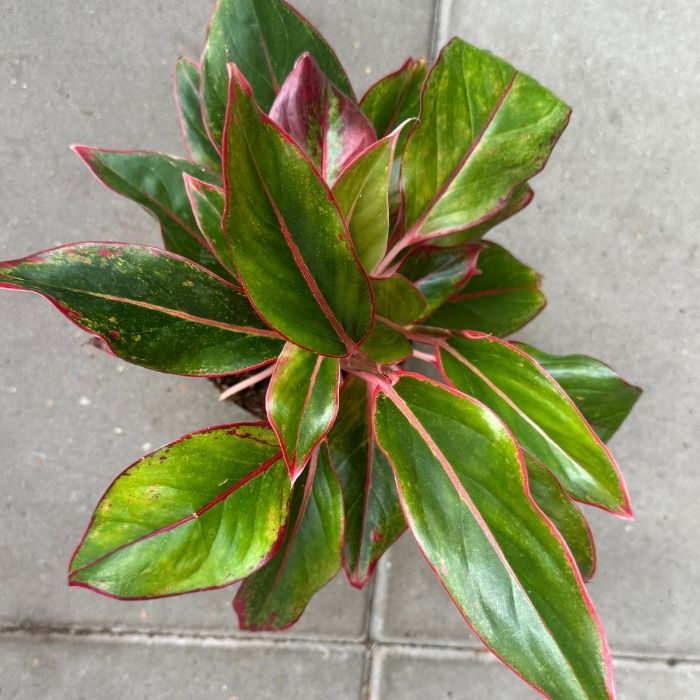 Sømandstrøst, Aglaonema commutatum – 13 cm potte – dekorative grønne og rosa blade