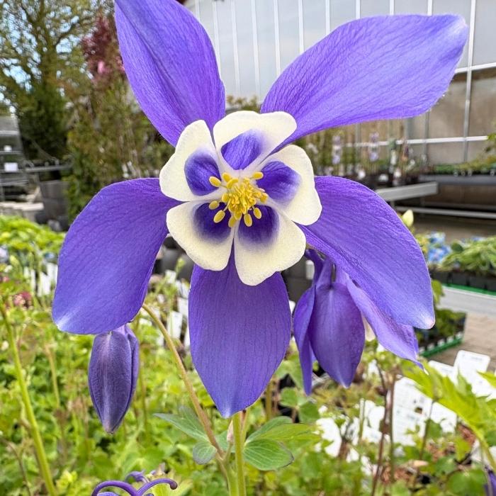 Akeleje, Aquilegia caerulea Sp. 'Magie Blue White'