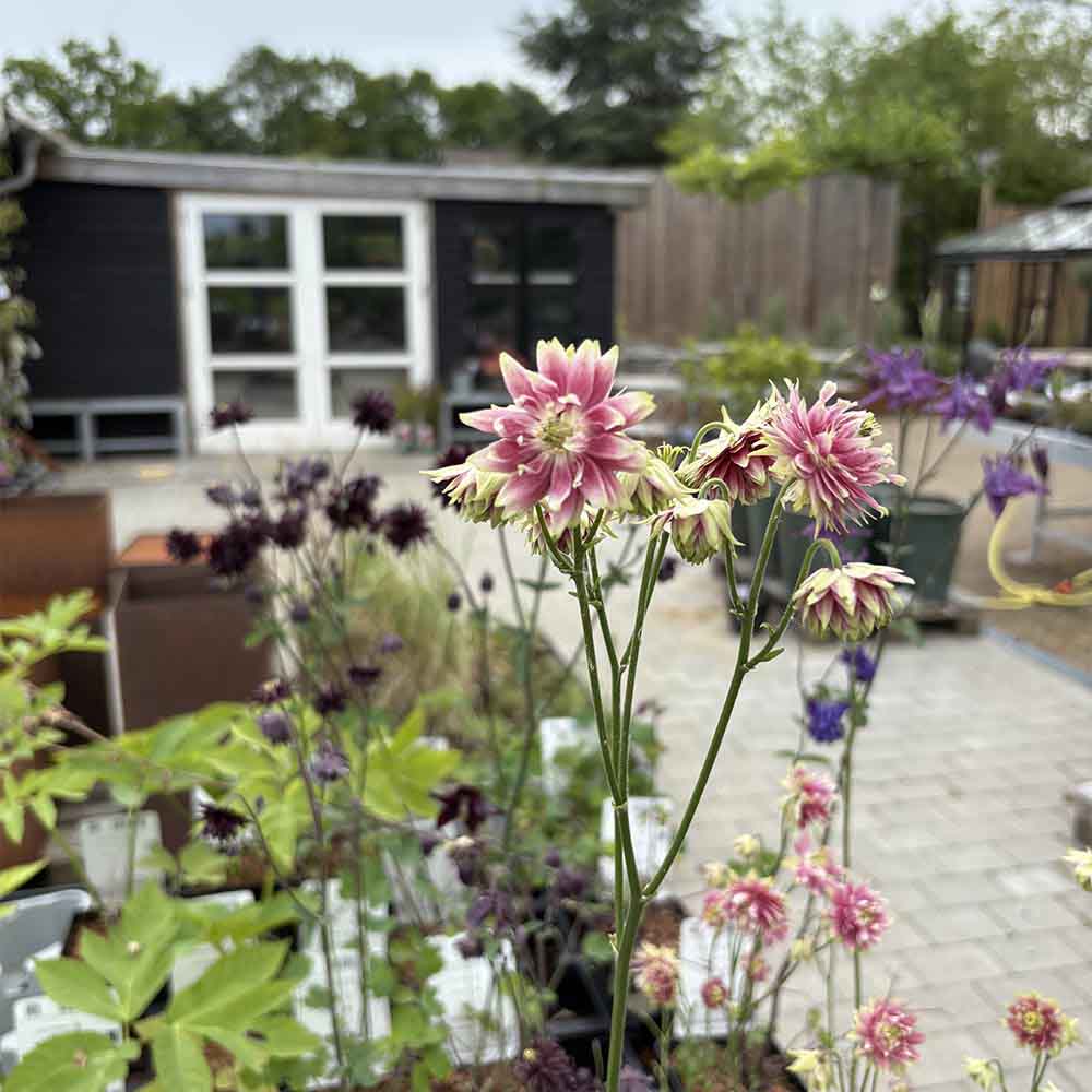 Akeleje, AQUILEGIA vulg. Nora Barlow, staude i 1 L pote