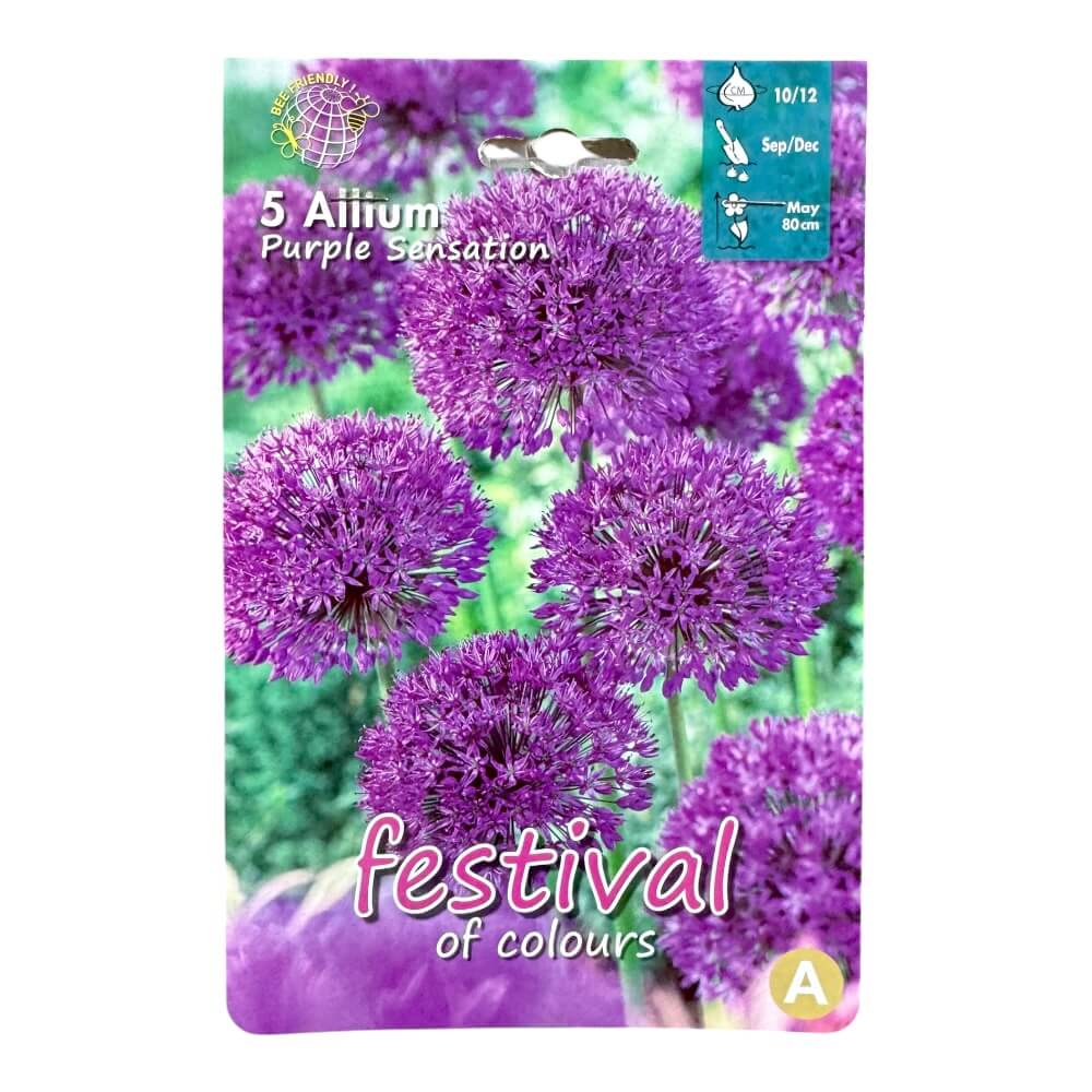 Prydløg, Allium ´Purple Sensation´ - 5 stk.