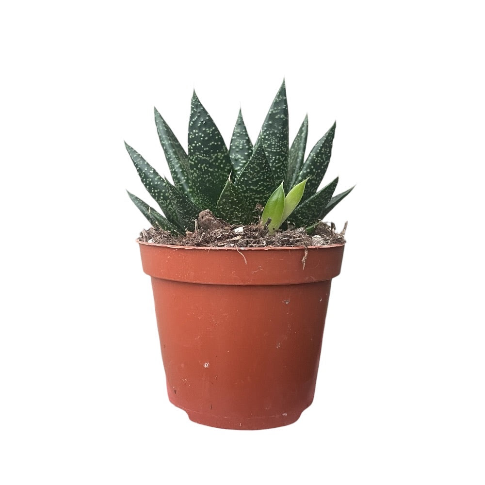 Aloe mix, ass.