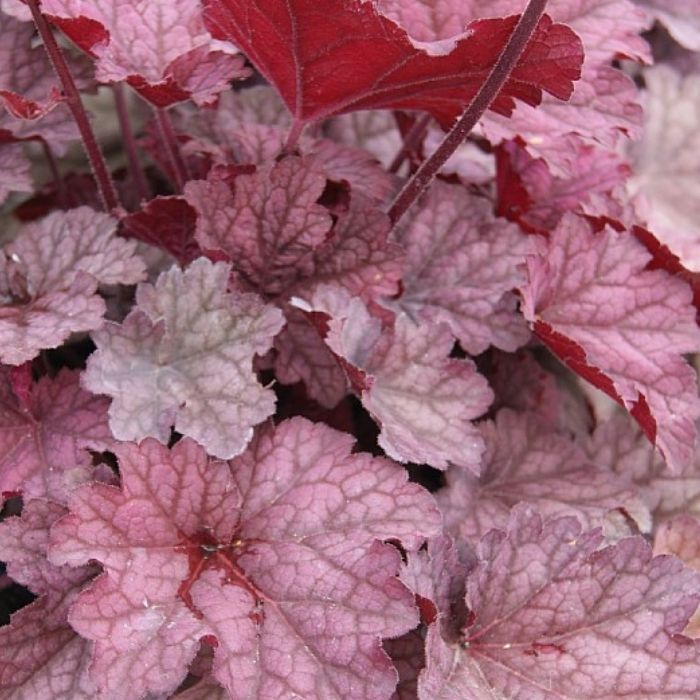 Alunrod, HEUCHERA h. Berry Smoothies