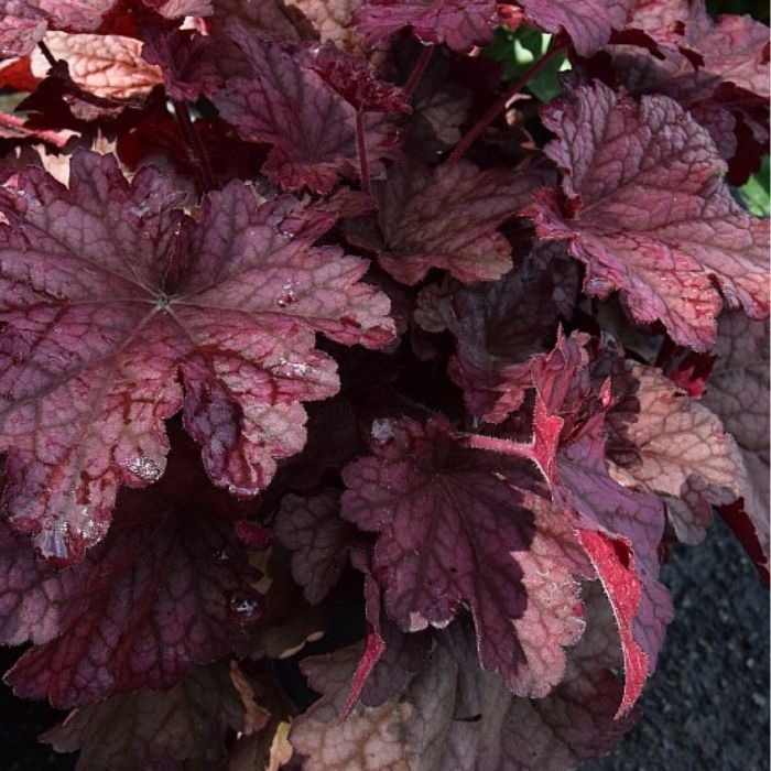 Alunrod, HEUCHERA h. Berry Smoothies
