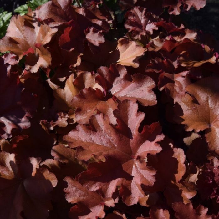 Alunrod, HEUCHERA h. Boysenberry