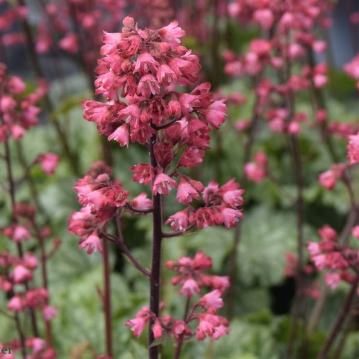 Alunrod, Heuchera h. Paris