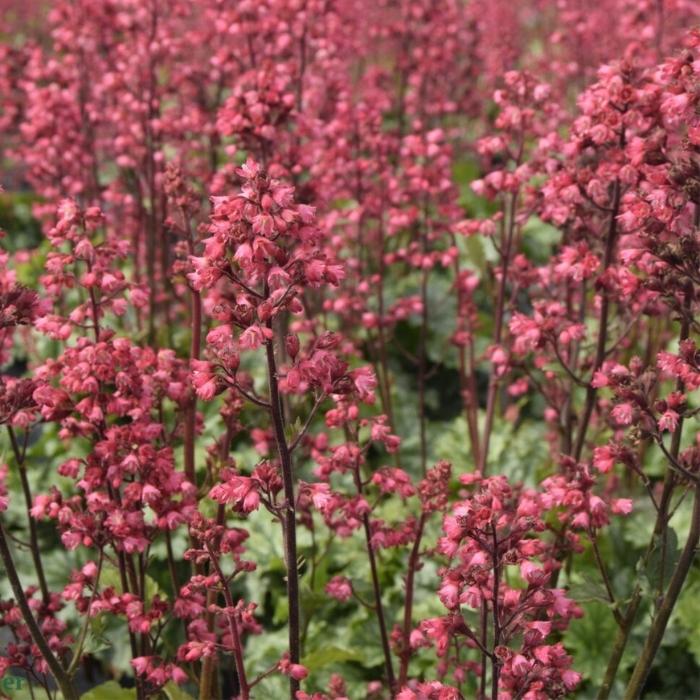Alunrod, Heuchera h. Paris