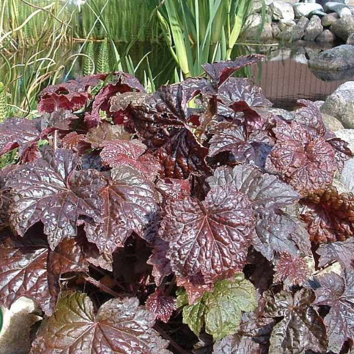 HEUCHERA micrantha Palace Purple 10 cm Potte