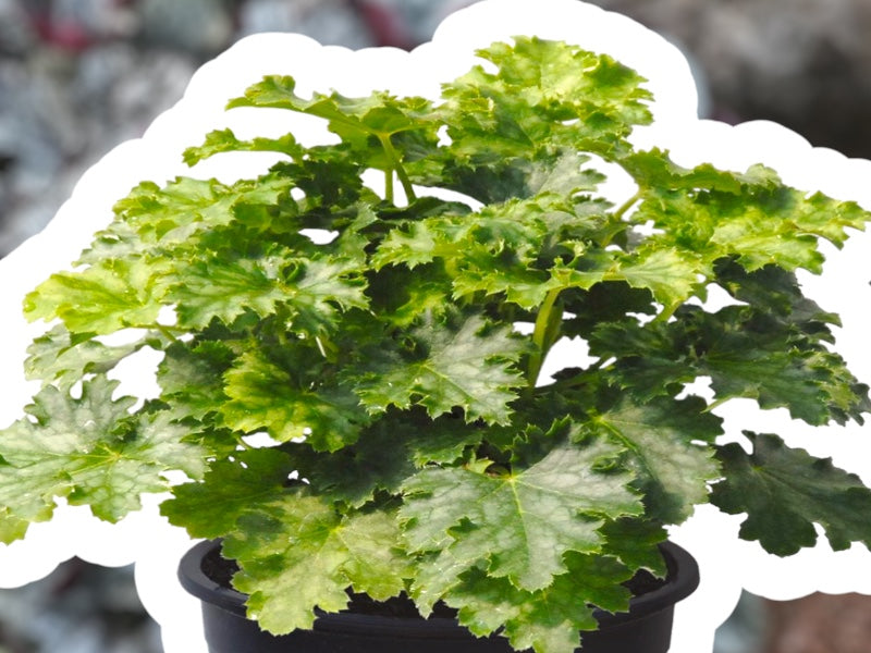 Staude Alunrod, HEUCHERA h. Apple Crisp i 1 L potte.