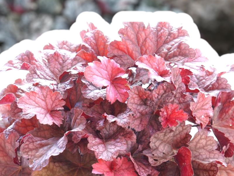 Alunrod staude, HEUCHERA Berry Smoothies, 1 L potte.