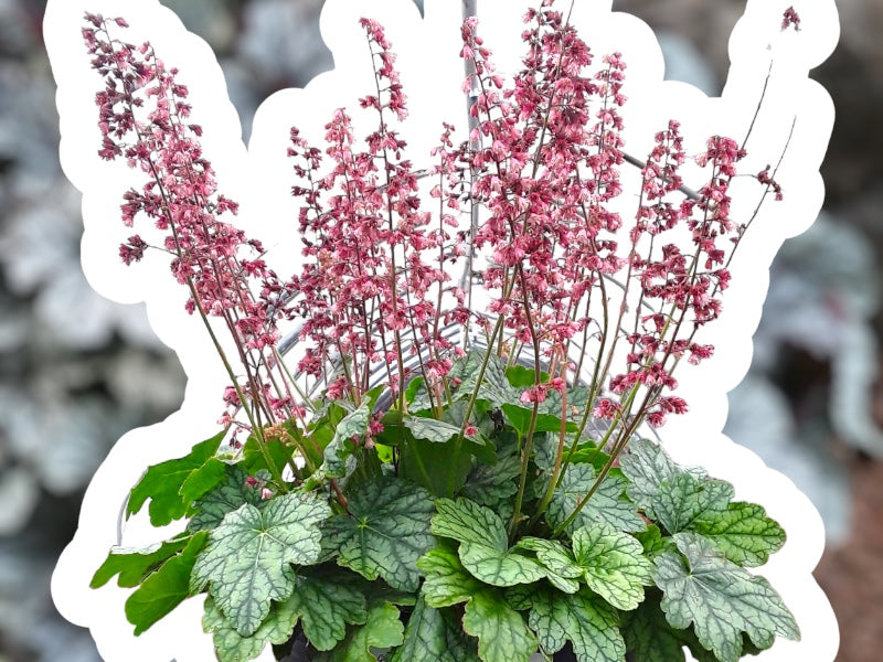 Alunrod staude, HEUCHERA h. Berry Timeless i 1 L potte.