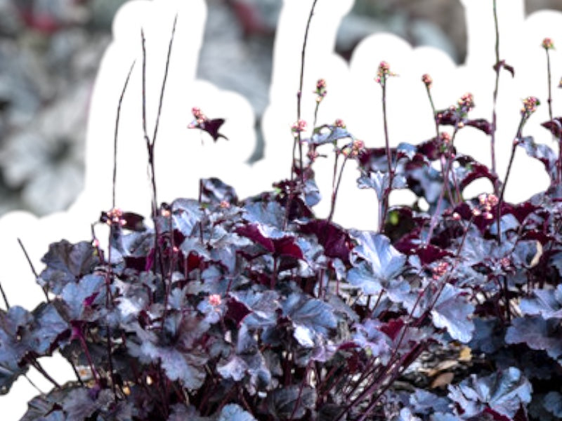 Alunrod, HEUCHERA h. Black Pearl – staude i 1 L potte.