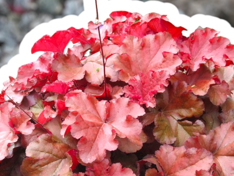 Alunrod, HEUCHERA h. Boysenberry, staude i 1 L potte.