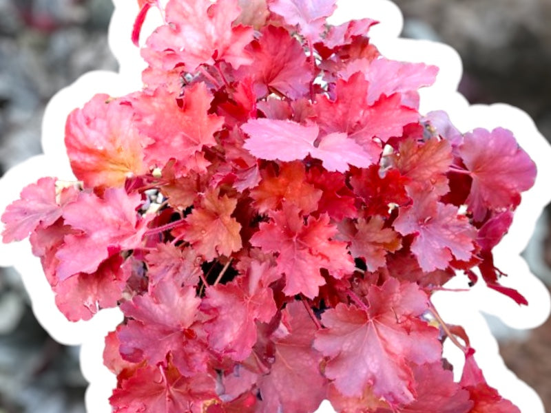 Alunrod, HEUCHERA h. Cherry Cola, staude i 1 L potte.