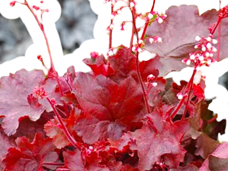 Alunrod staude, HEUCHERA h. Fire Chief i 1 L potte.