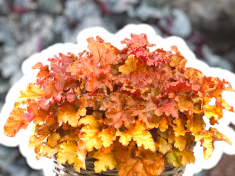 Alunrod, Heuchera H. 'Gojiberry'® staude i 3 L potte.