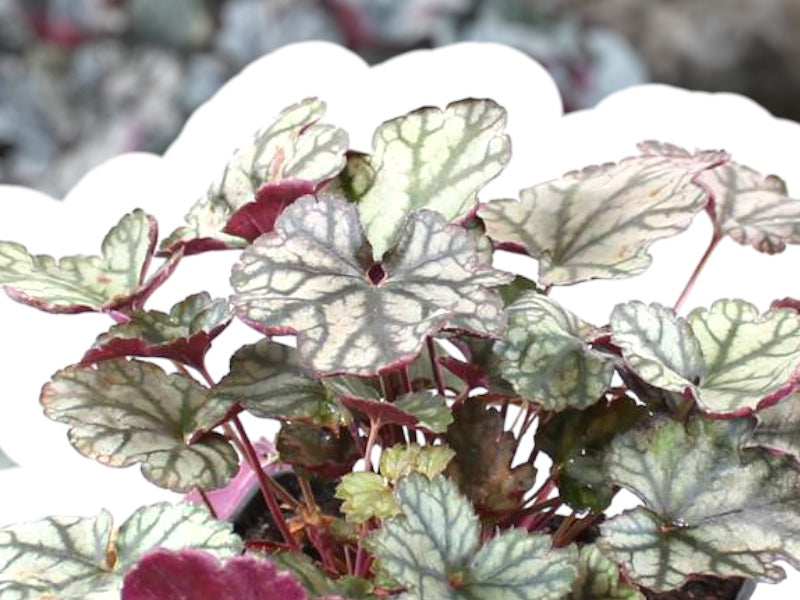 Alunrod staude, HEUCHERA h. Jade Gloss i 1 L potte.