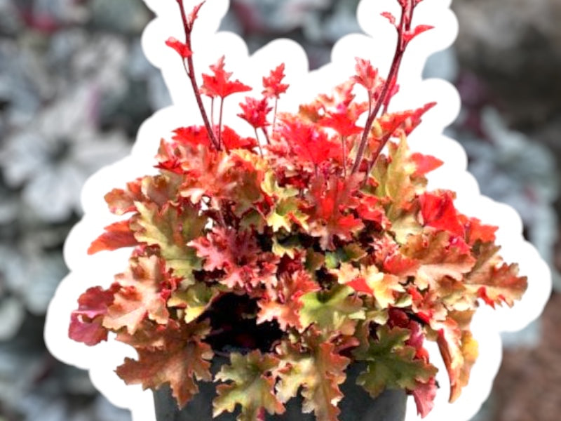 Staude Alunrod, HEUCHERA h. Marmalade i 1 L potte