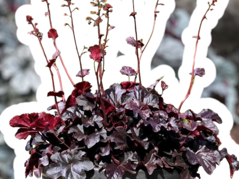 Alunrod, HEUCHERA h. Obsidian, staude i 1 L potte.